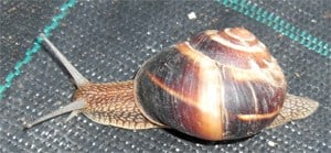 saligkari saligkari 01